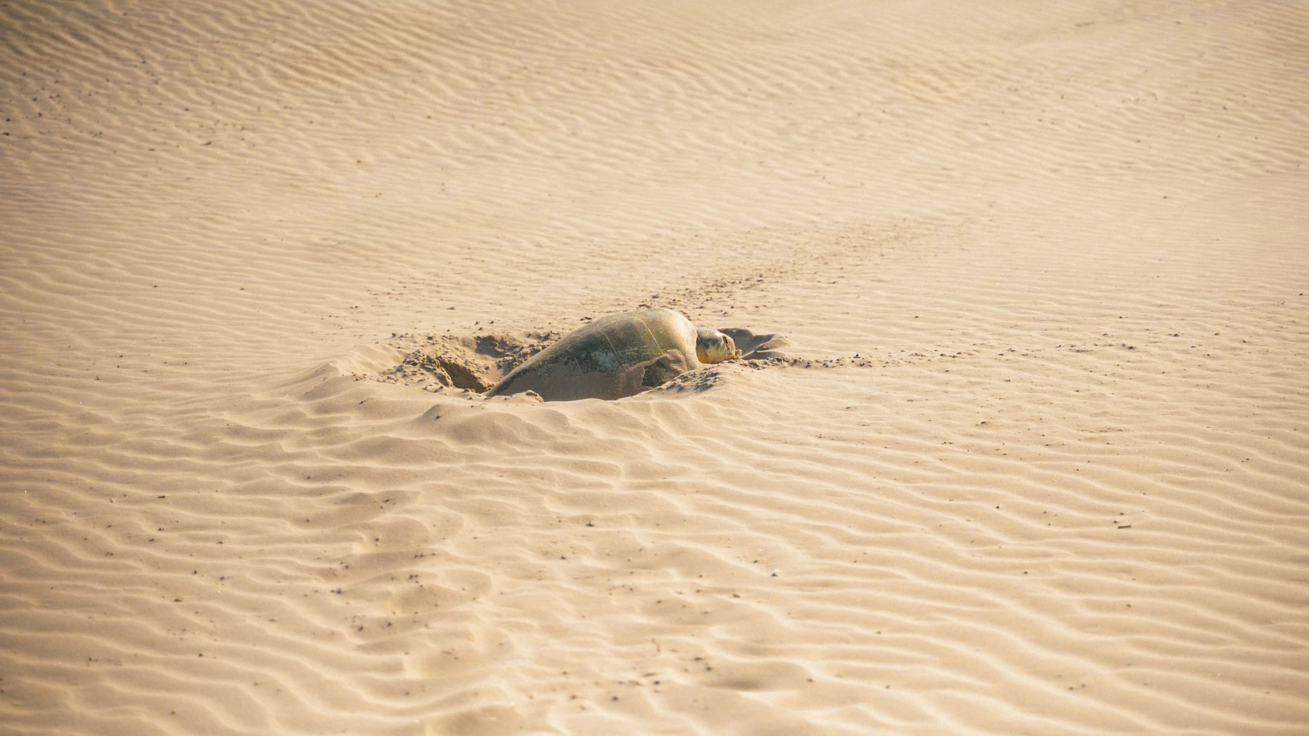 photo 2025 06 04 07 23 41 8