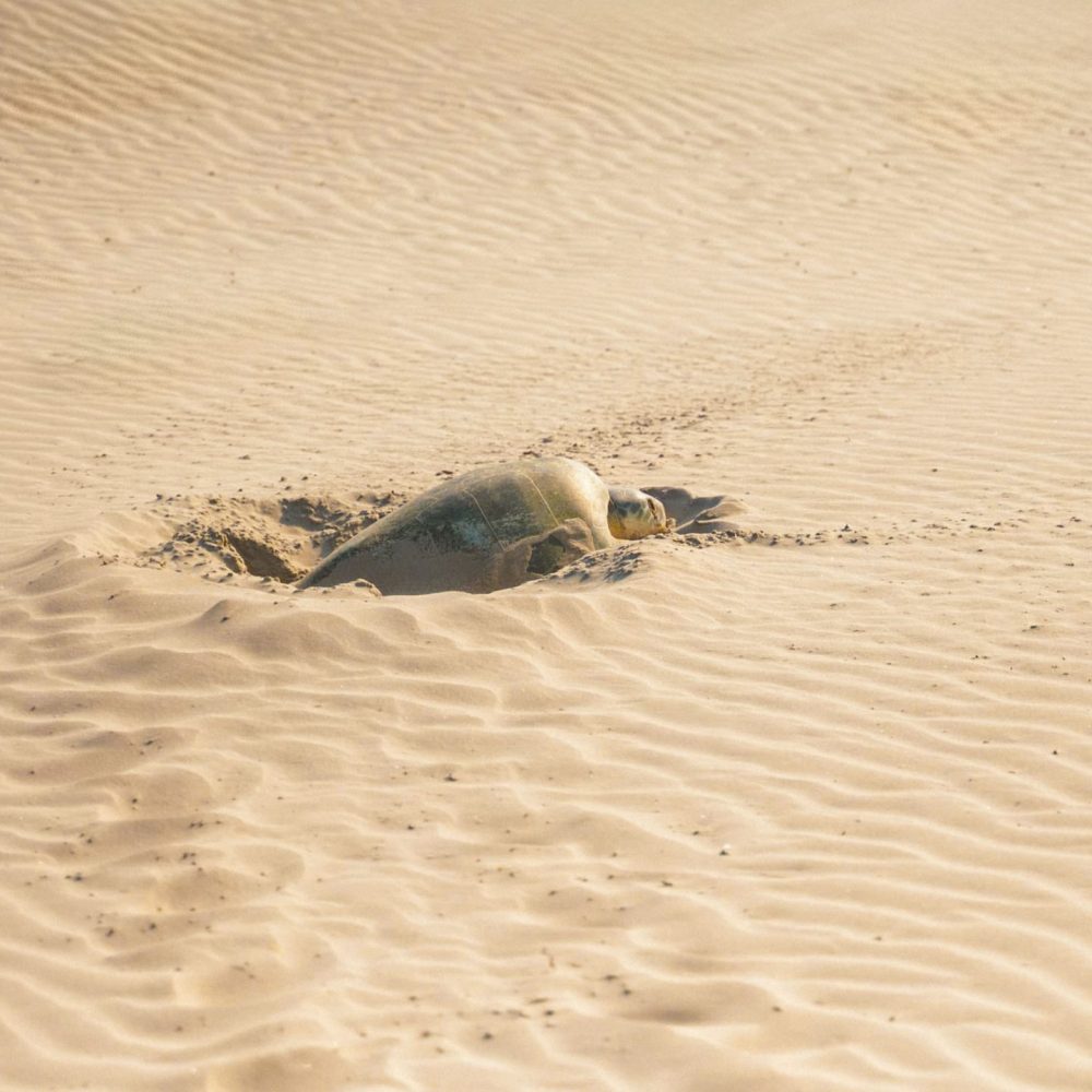 photo 2025 06 04 07 23 41 8